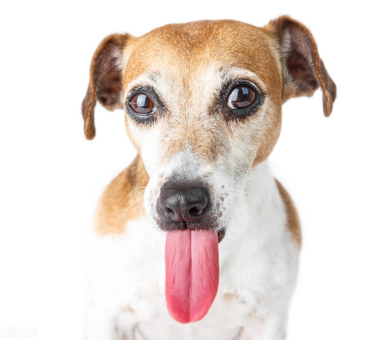 Why do dogs always stick out their tongues to breathe? Does its body ...