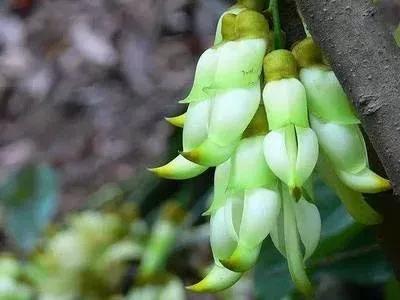 朱雀花 别名白花油麻藤 资讯咖