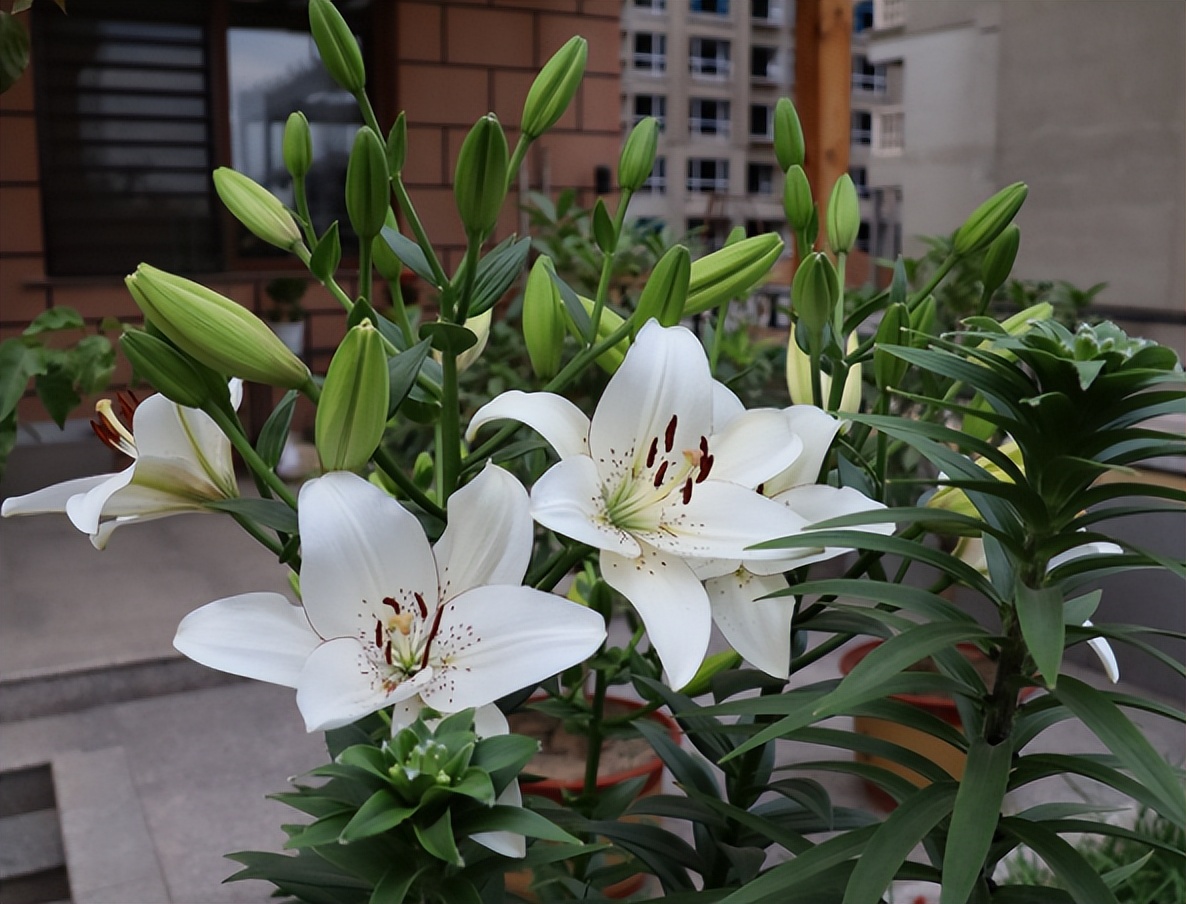 After the lily blooms, if you want to bloom again next year, you need to know these 4 steps iNEWS