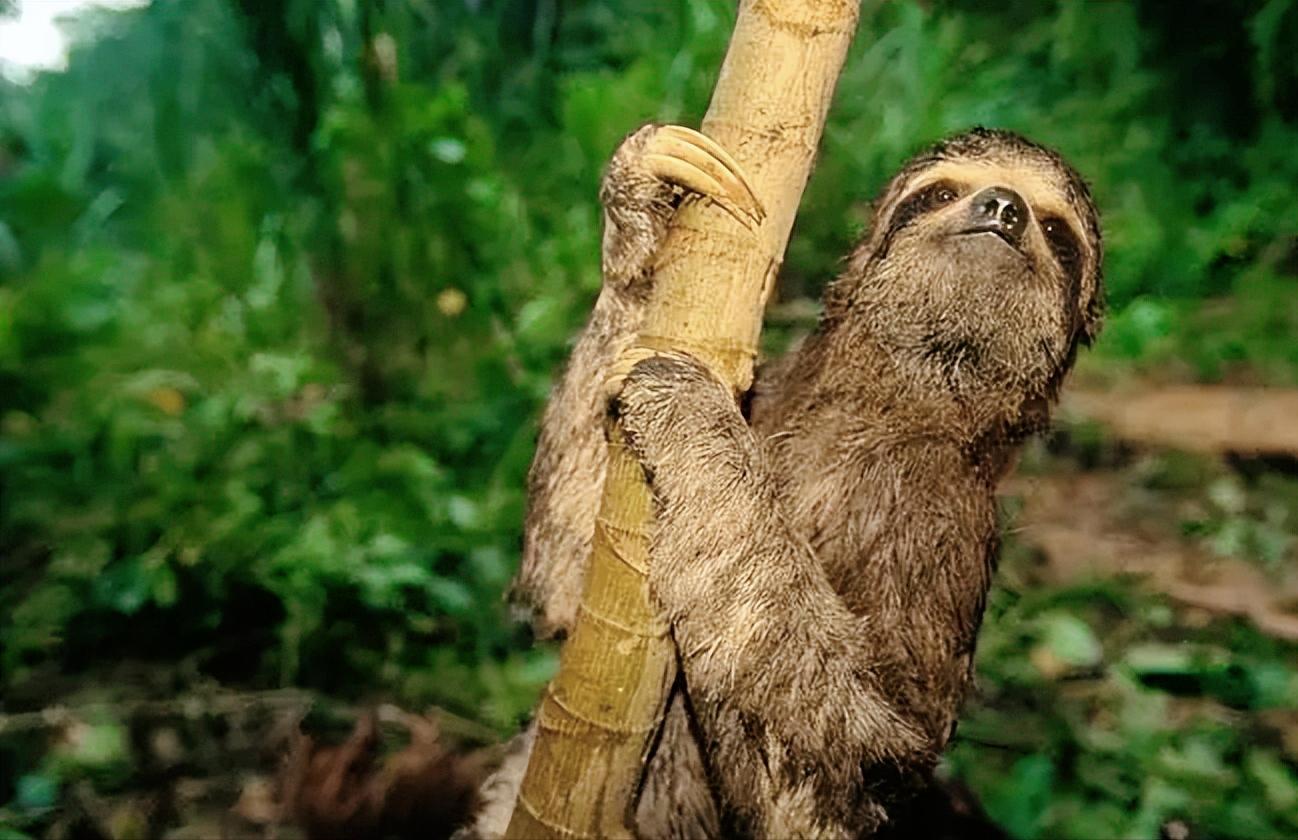 How lazy are sloths?Even if you are bitten by the prey, you are too ...