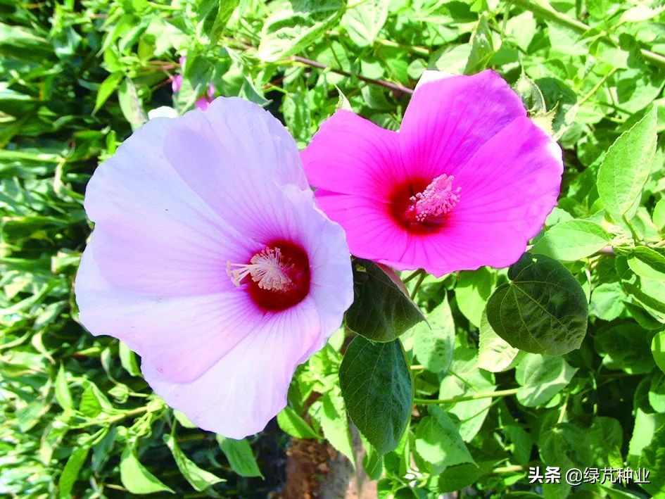 Grass hibiscus large flower okra iNEWS