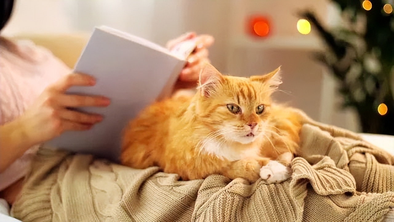 What's so good about having a cat?7 benefits that will keep you hooked iNEWS