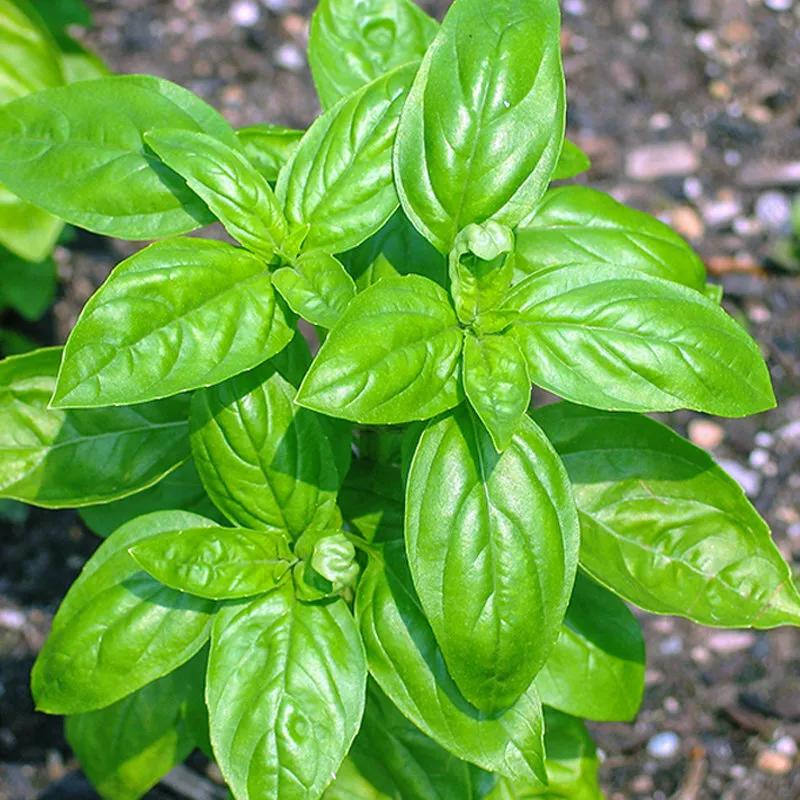 羅勒，藥食兩用的芳香植物 - 資訊咖