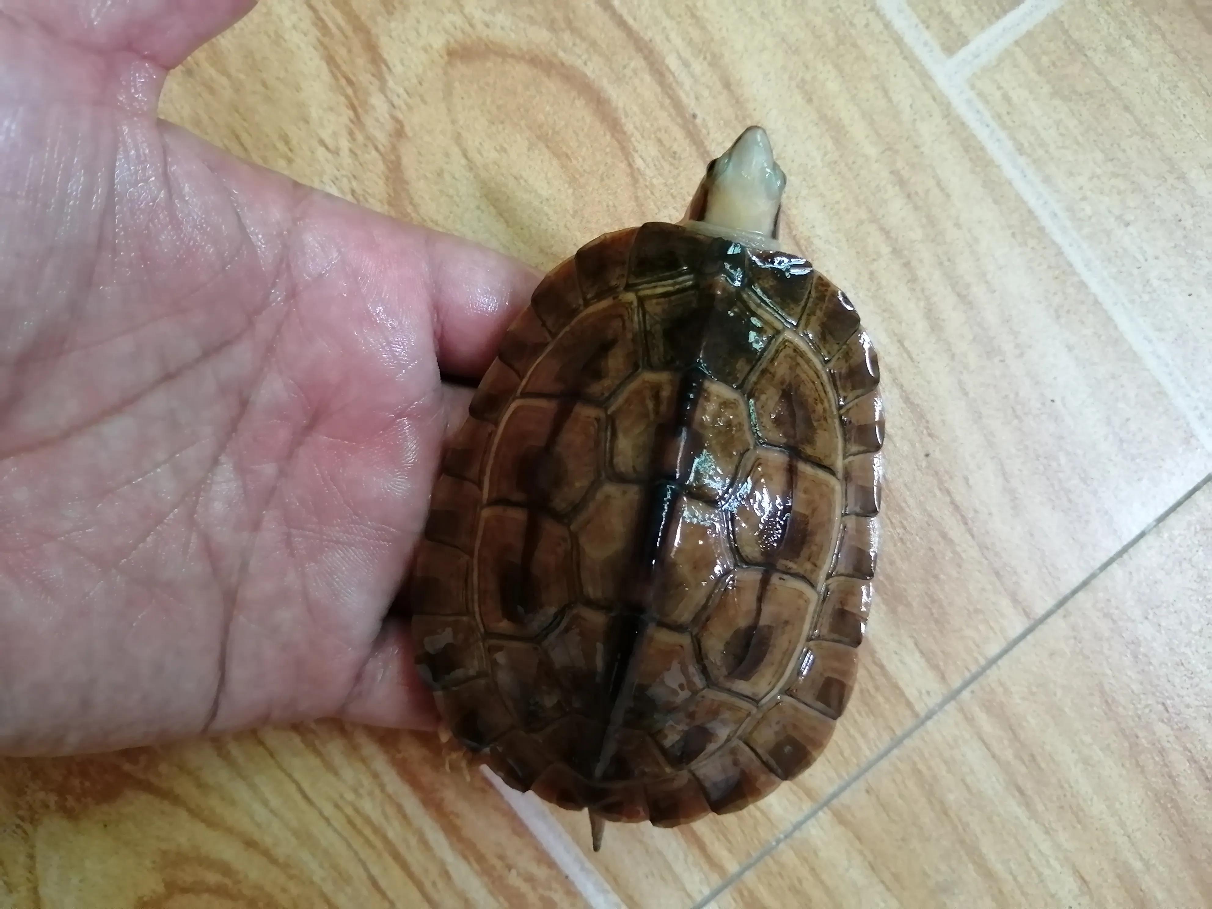 The growth path of a money turtle - iNEWS