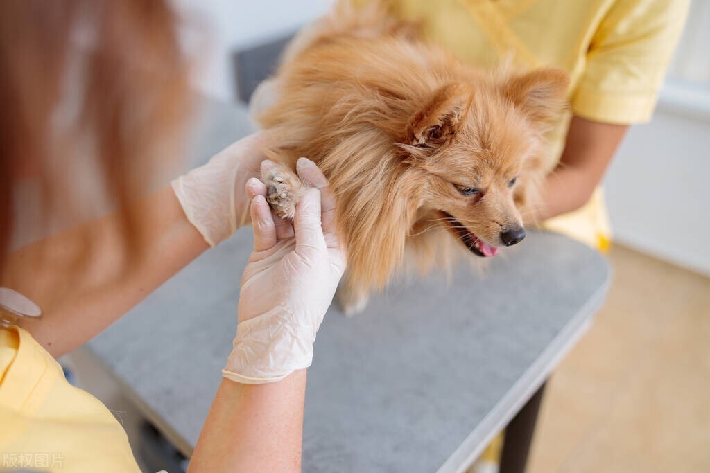 what-medicine-is-used-for-dog-skin-disease-inews