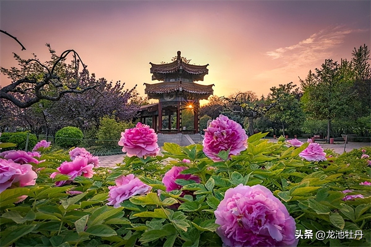 Why Tang Dynasty Loved Peony So Much (1) iNEWS