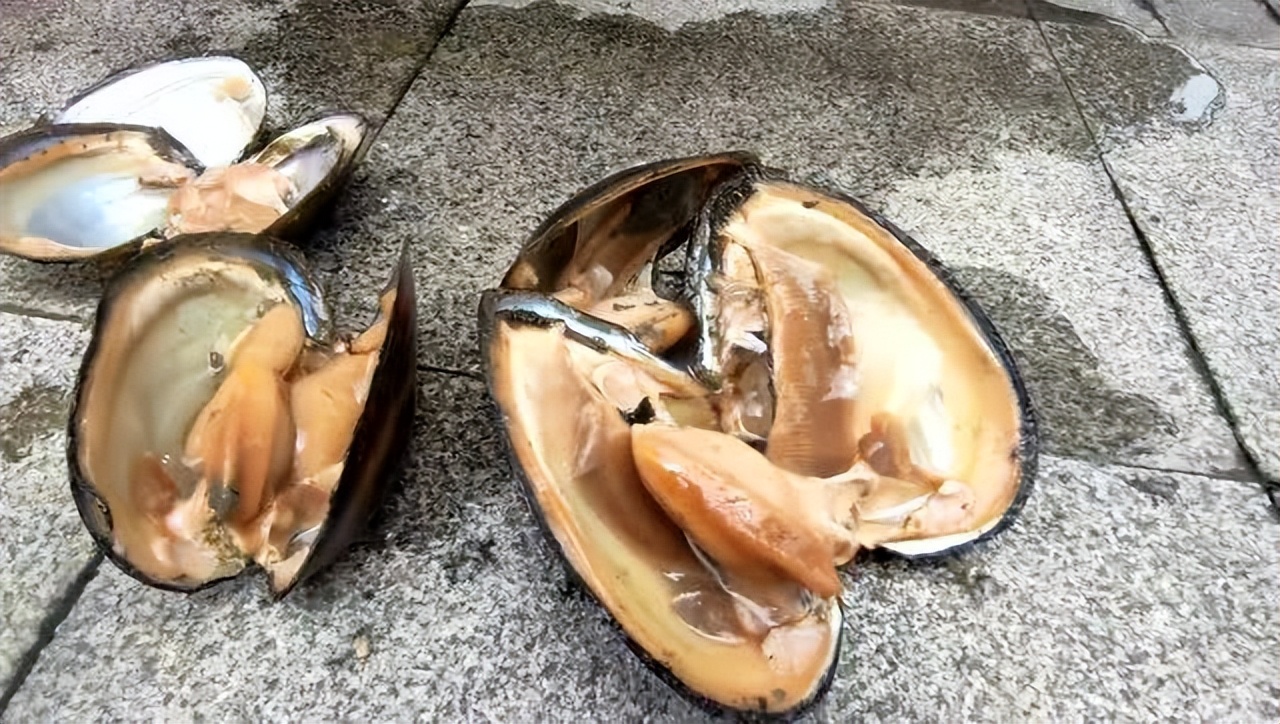 River mussel meat is fat and thick. Why is it difficult for Chinese