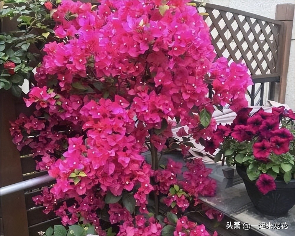 Bougainvillea light long leaves do not bloom?Check if 3 things are