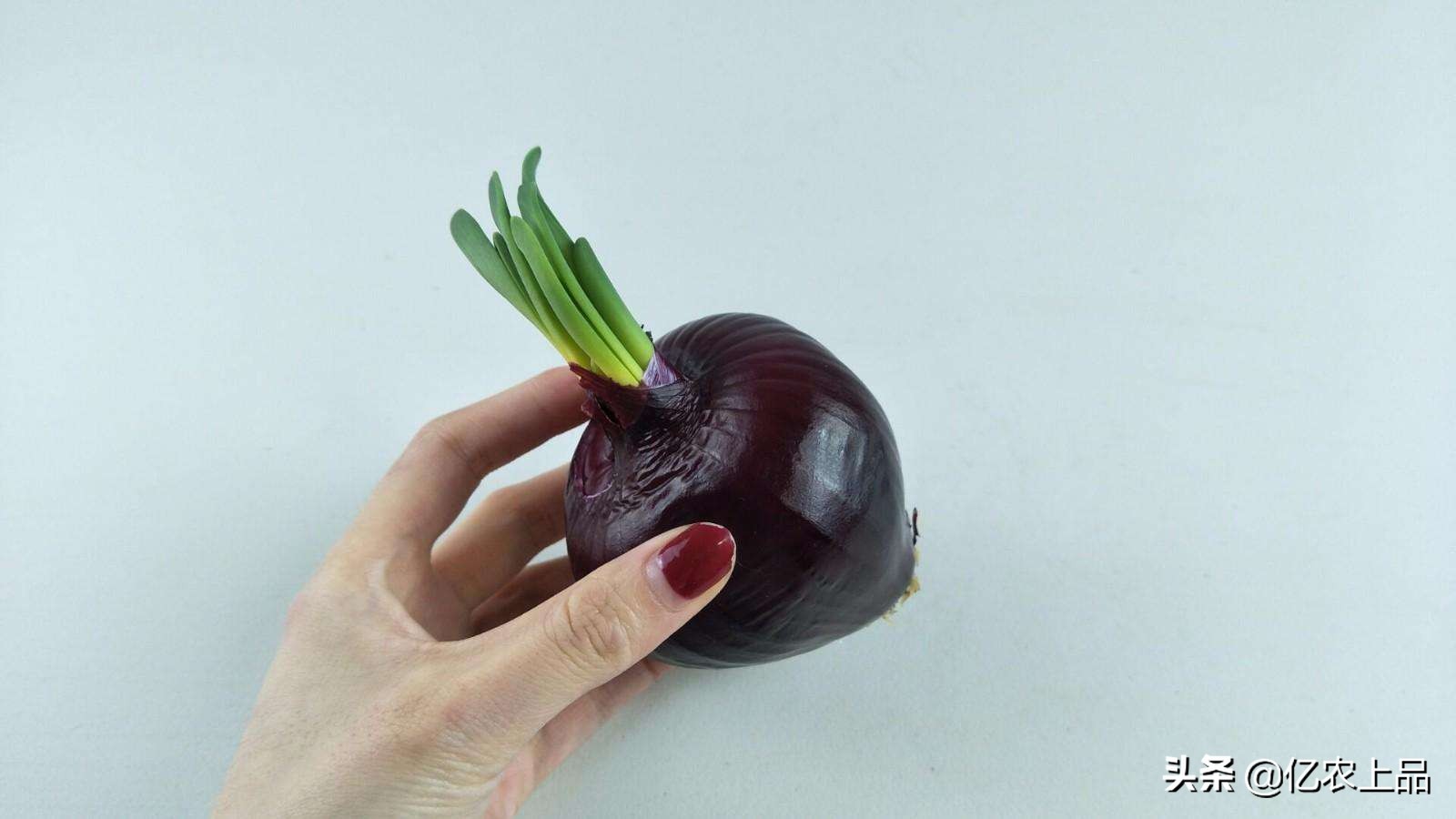 Can onions sprouted?Are sprouted green shoots edible? iNEWS