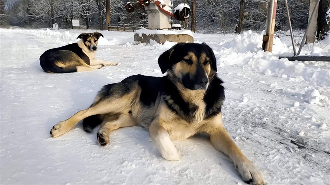Chernobyl's dogs amazed scientists — what's so special about them? iNEWS