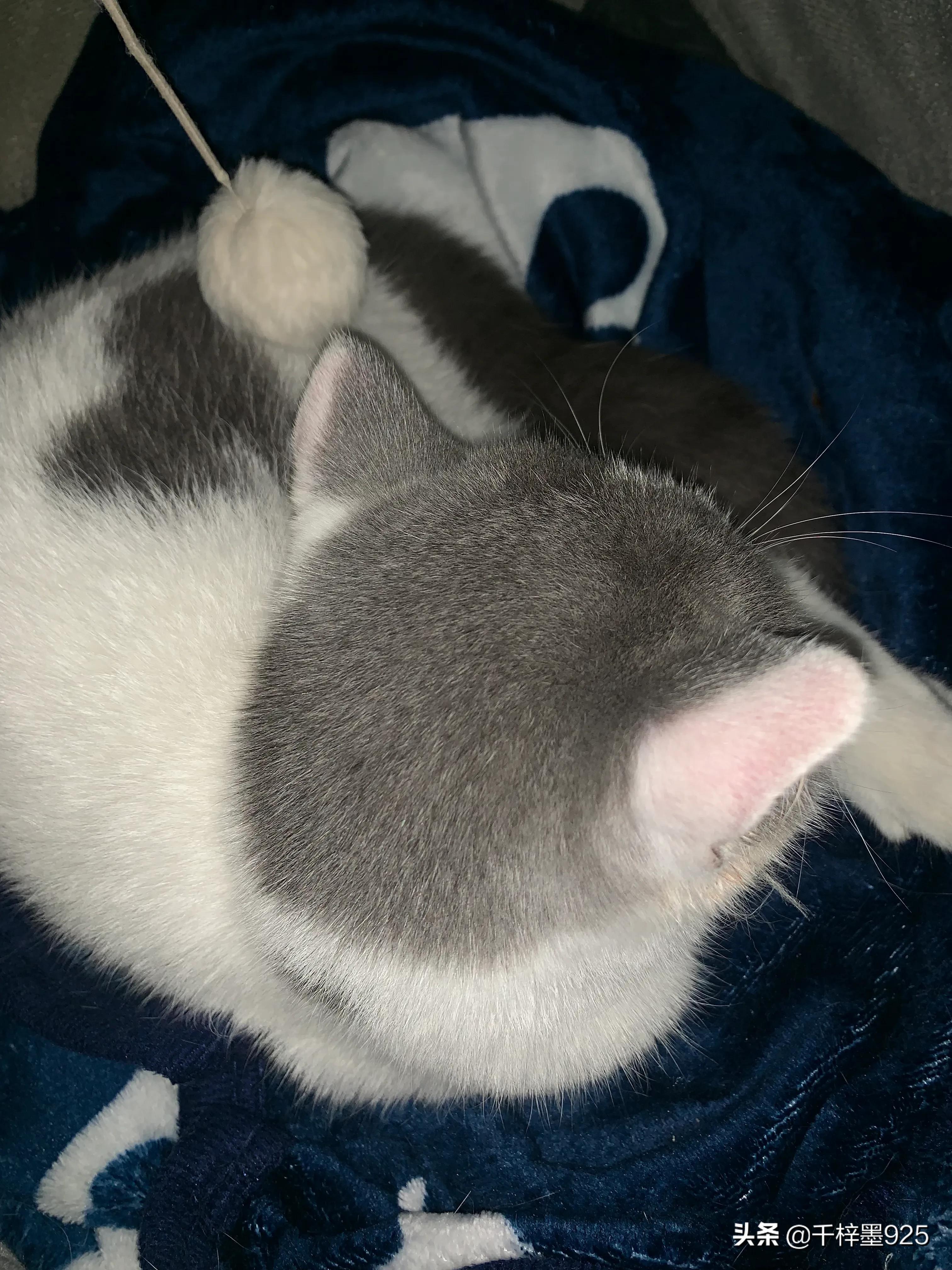 day and night, the cat suddenly fell ill iMedia