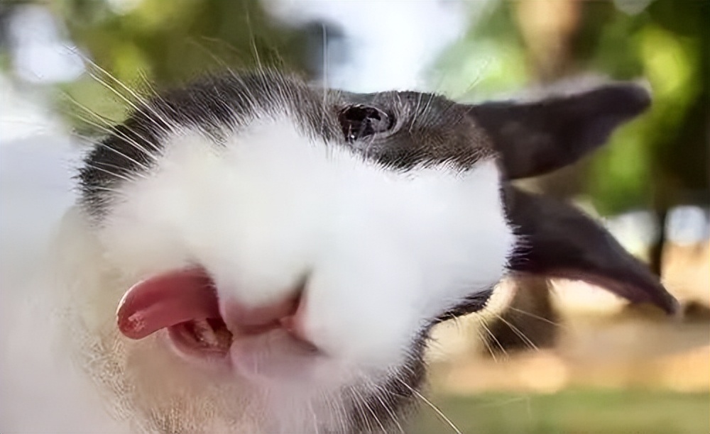 The rabbit died,是指「兔子死了」嗎? - 資訊咖