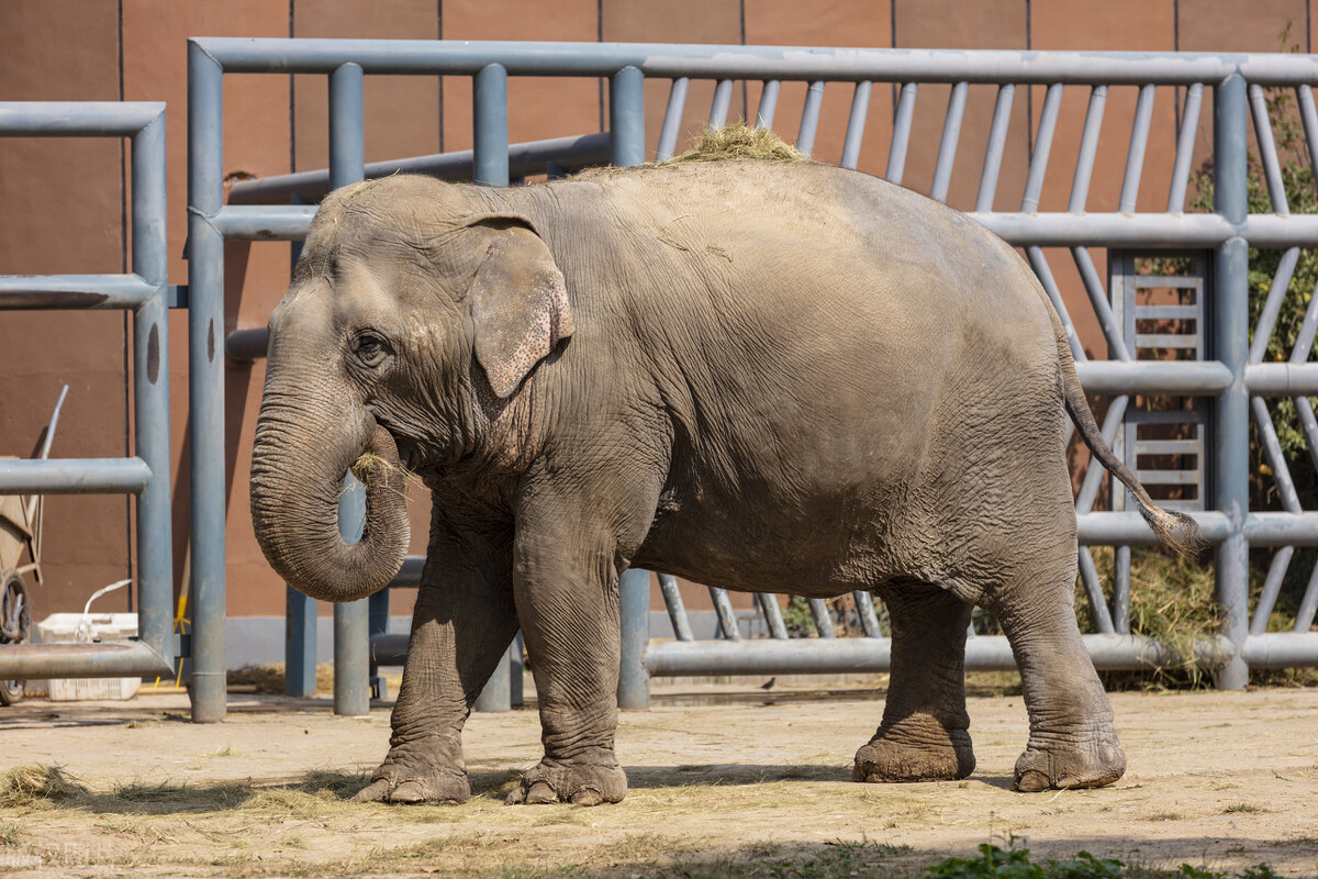 Why is an elephant's trunk so long? - iNEWS