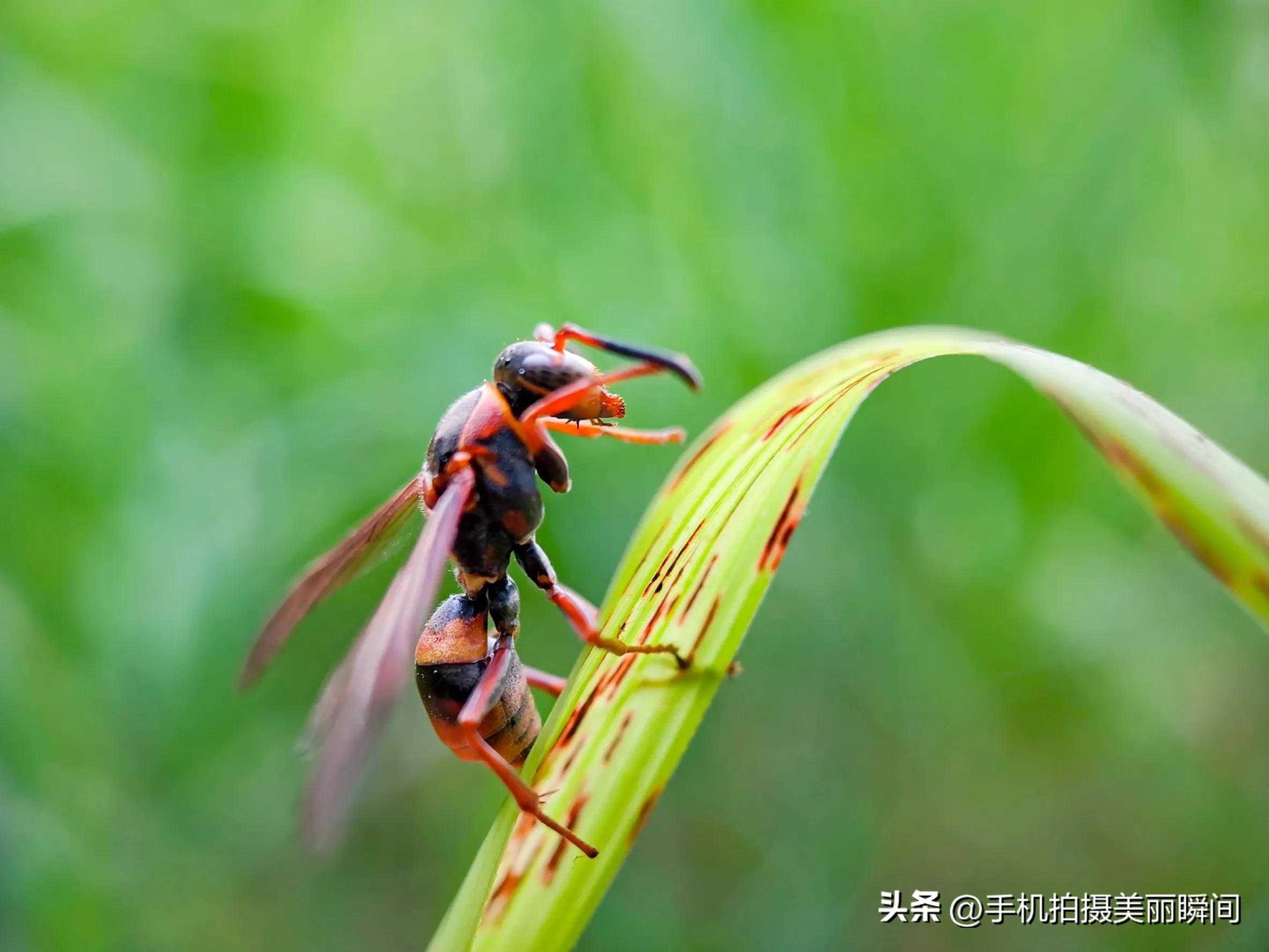 Shoot Insect Mobile photography: how to protect yourself when shooting insects in ...
