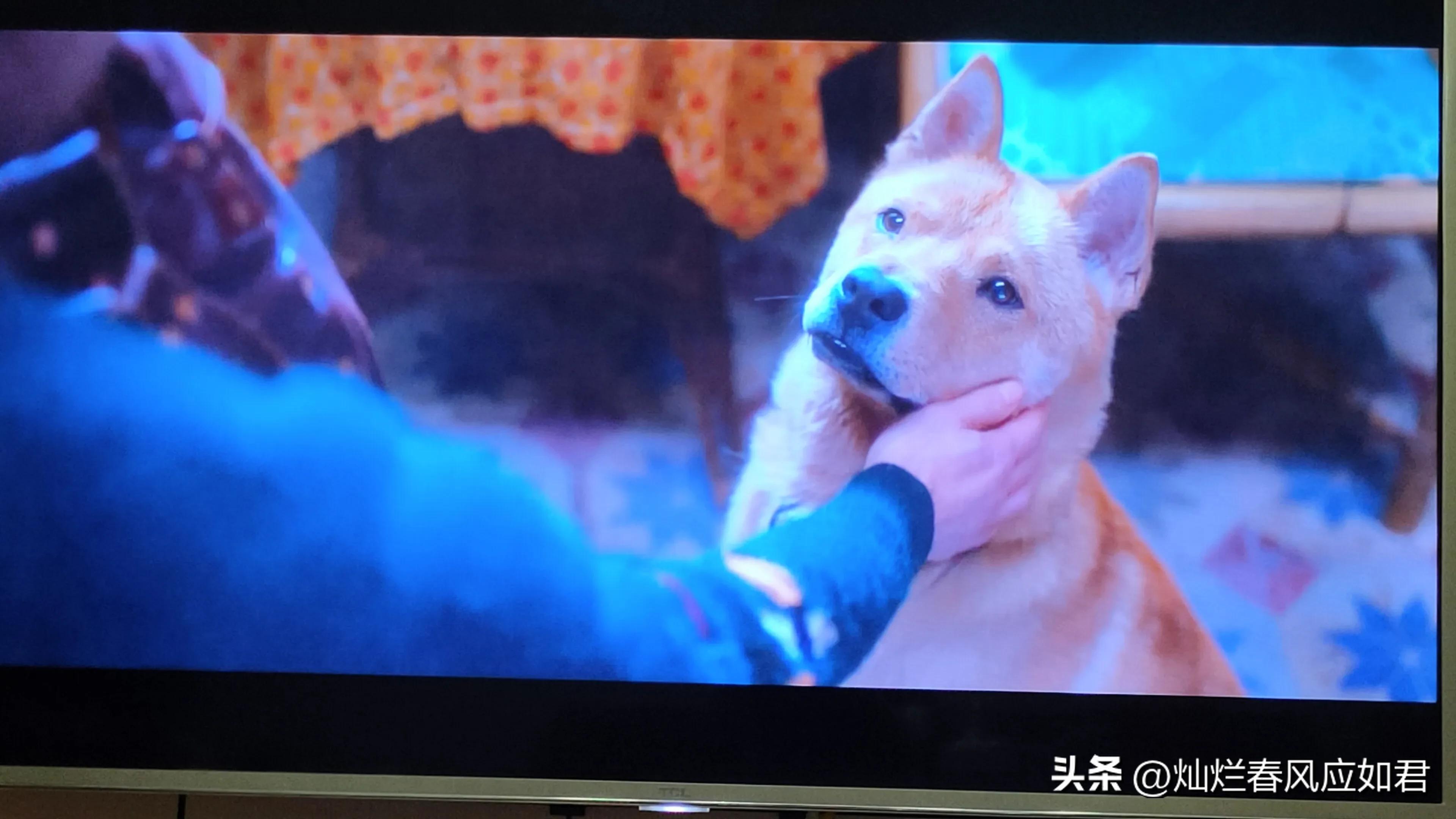 Hachiko, a loyal dog, a movie where you can guess the plot when you see