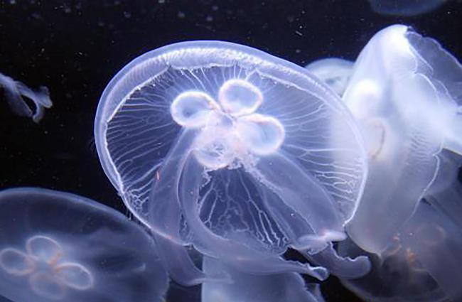 The rarest jellyfish in the world, the peach blossom jellyfish, the ...