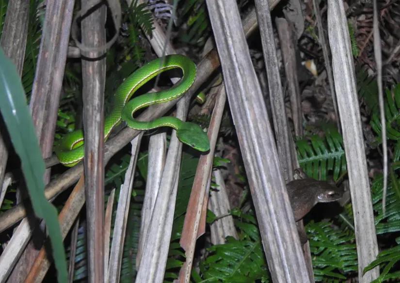 Take you to know the Chinese poisonous snake Zhu Yeqing correctly - iNEWS