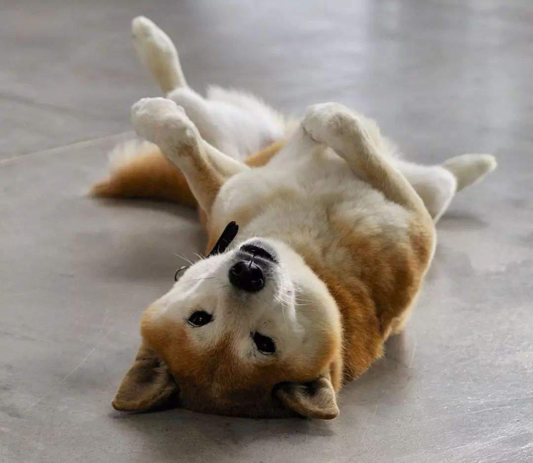 It turns out that dogs "showing their belly" to you have these several