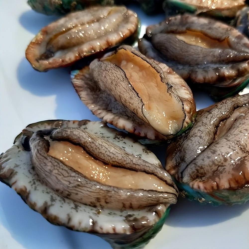 Why does everyone love to eat abalone? I could not understand iNEWS