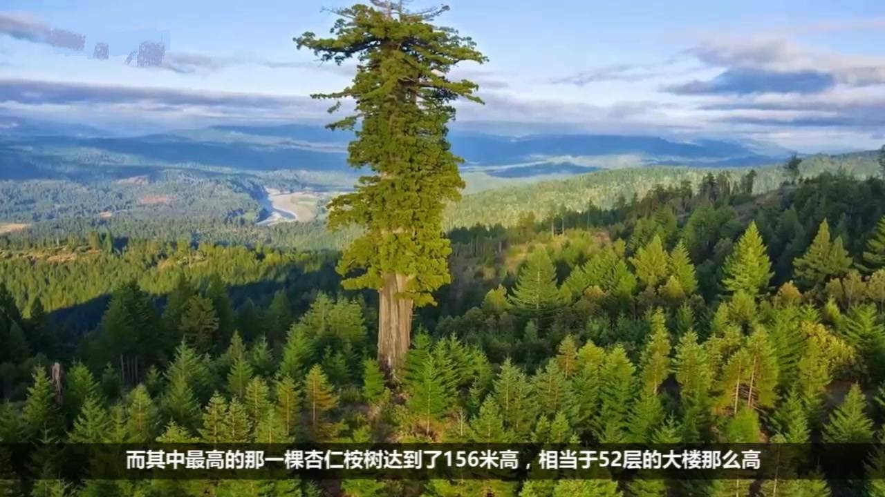 How tall is the tallest tree in the world?156 meters, an Australian