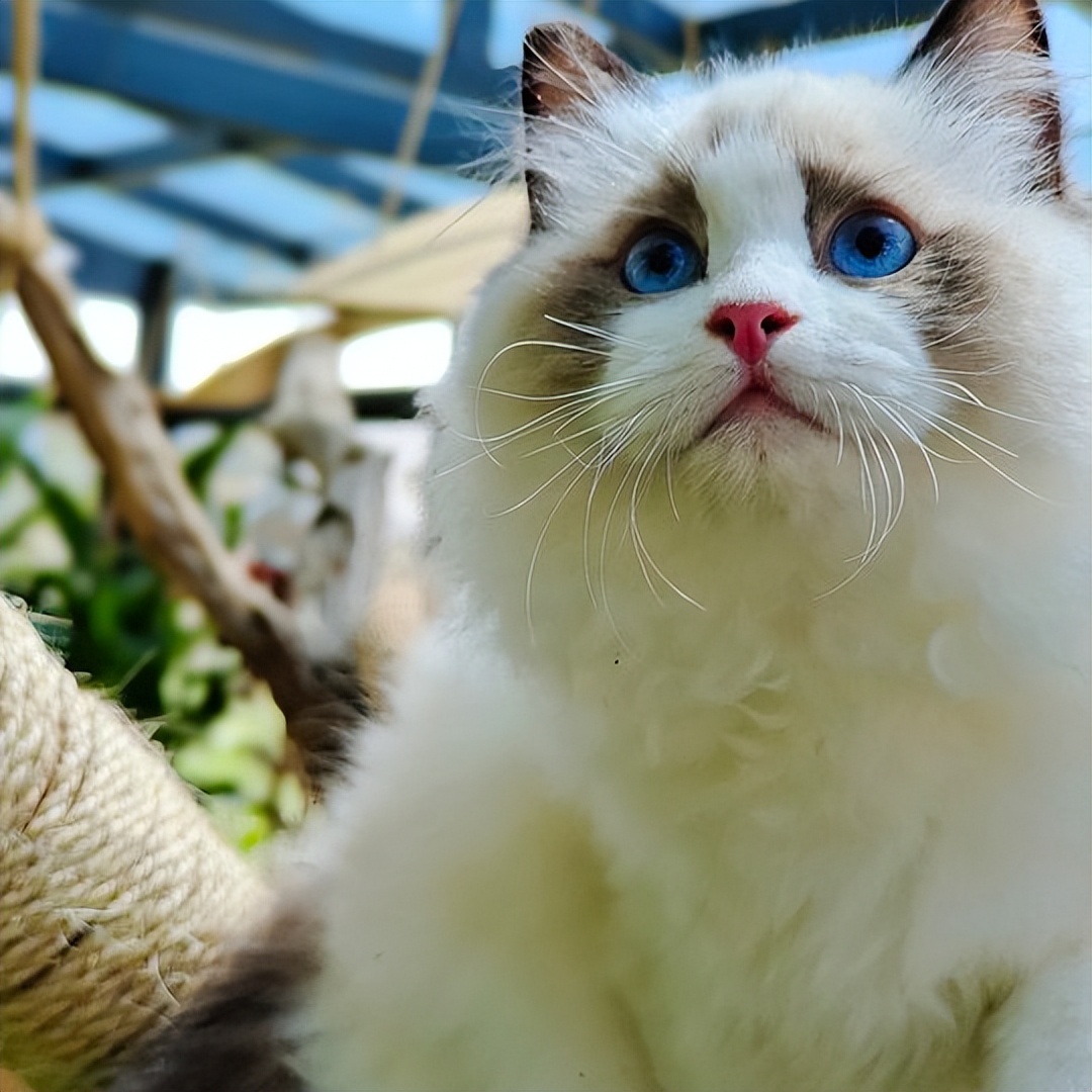 What is the average lifespan of a cat? iNEWS