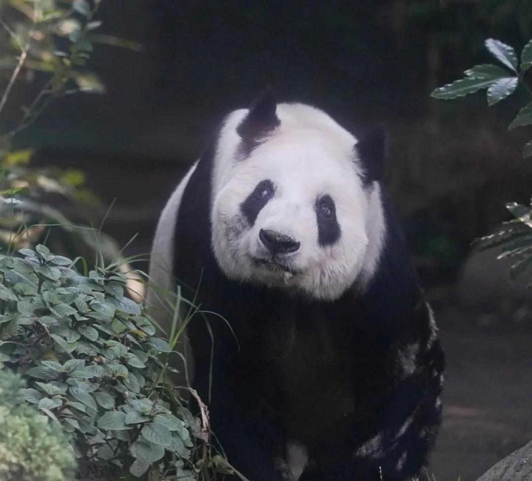 The only giant panda in the world that does not belong to China is