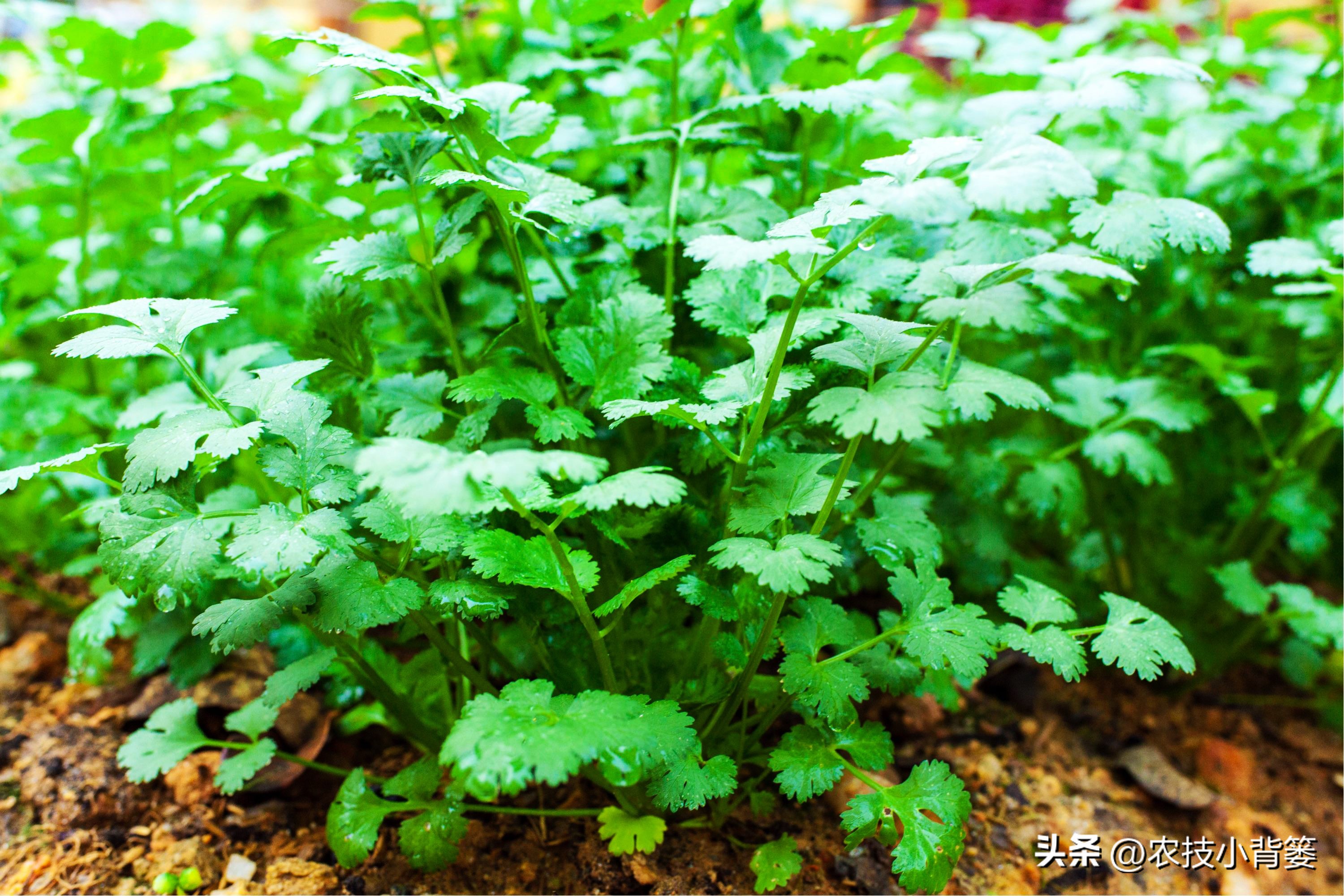 How to plant the best growth/yield/taste of coriander in autumn?Teach
