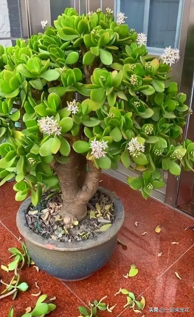 6 kinds of flowers have long lifespan, which means good looks and high