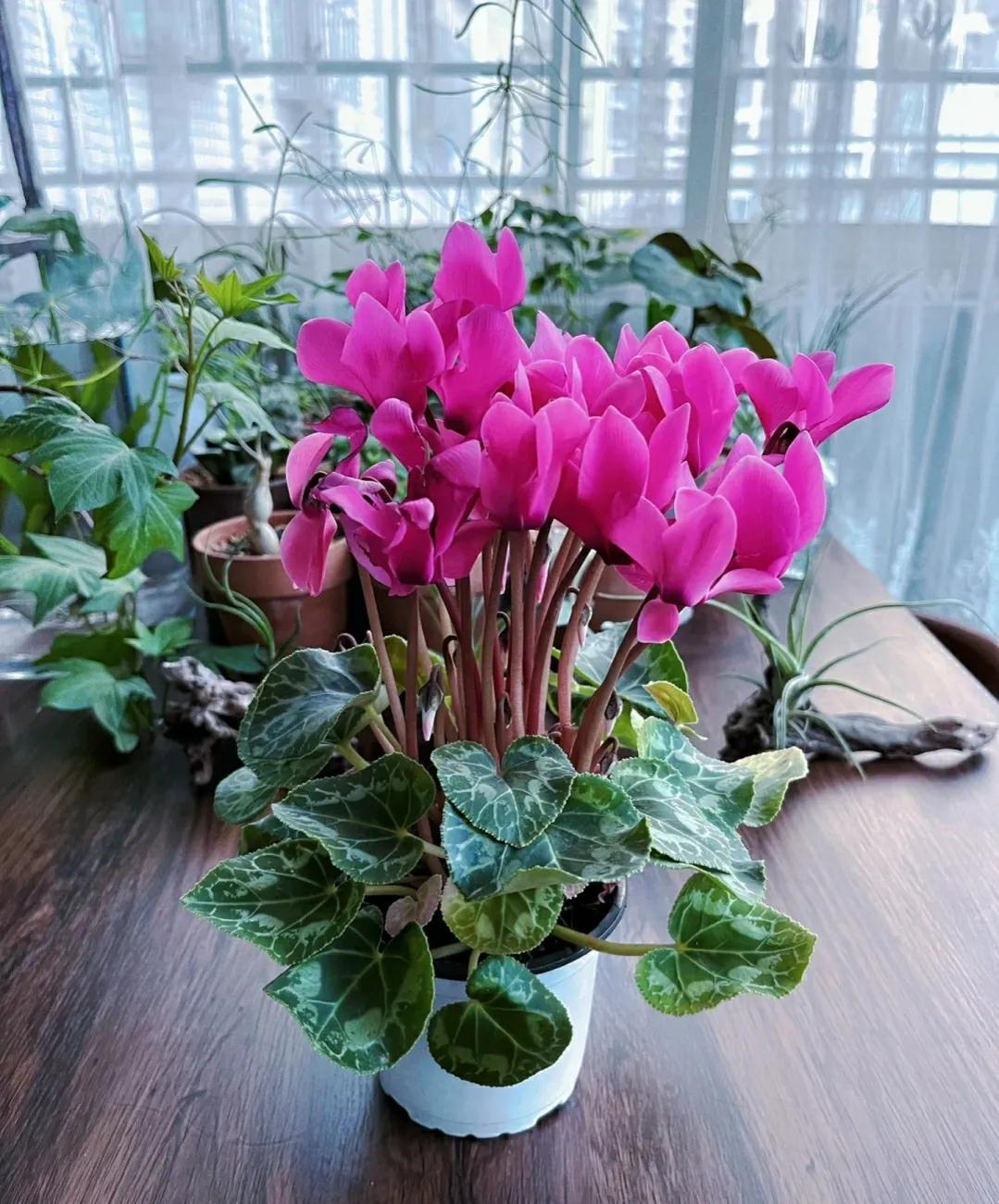 These four kinds of flowers are very beautiful. Everyone should keep