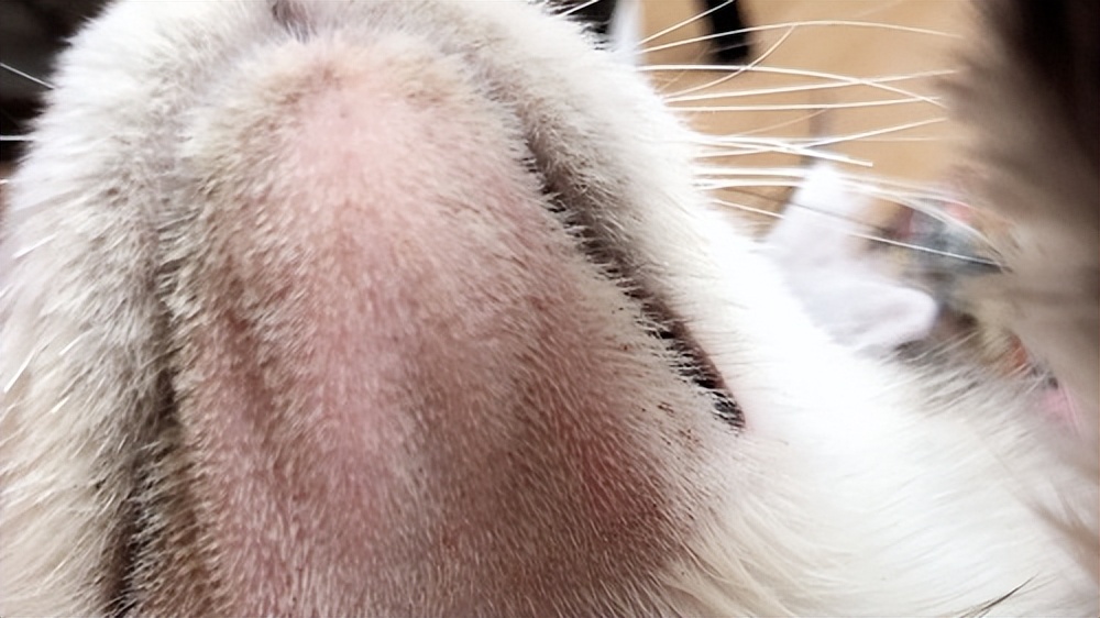 Black Chin in Cats Symptoms, Causes, and Treatment iNEWS