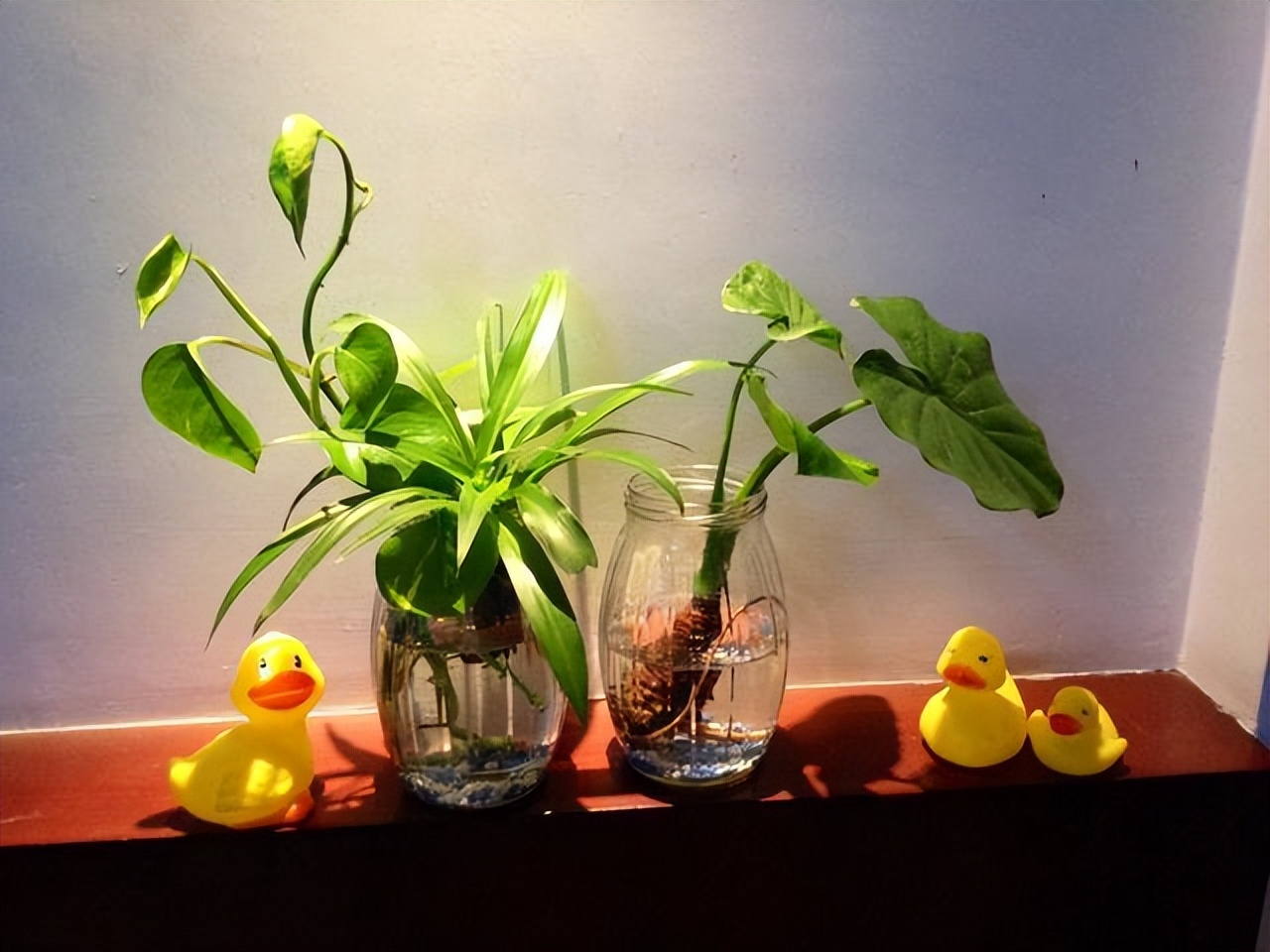 Can flowers produce oxygen at night? Fake! 6 kinds of flowers, keep