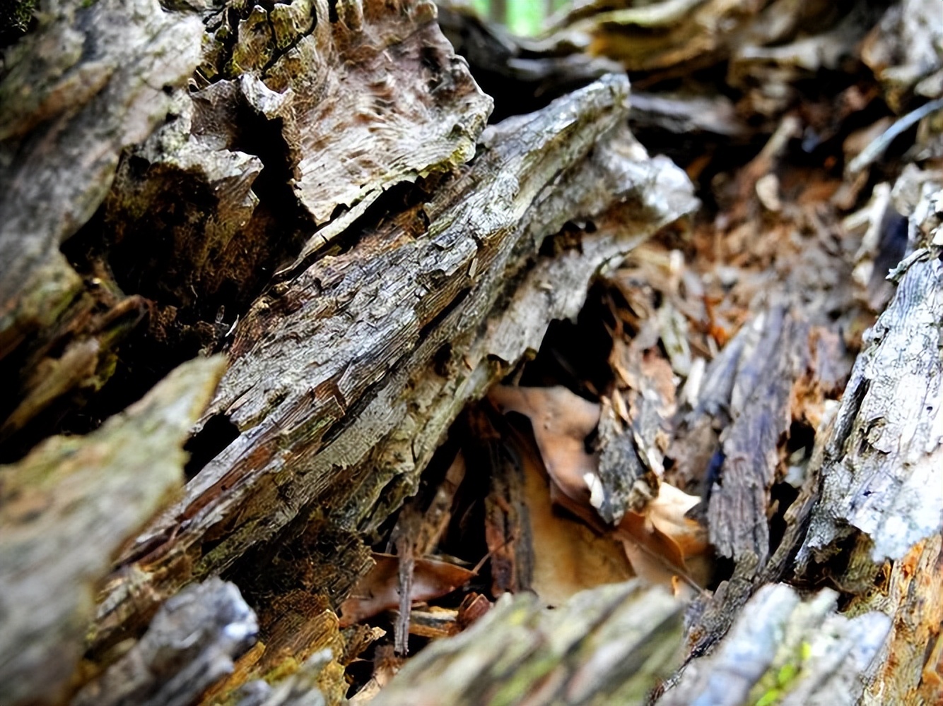 Timber Decay Examples What is the cause of wood decay? - iNEWS