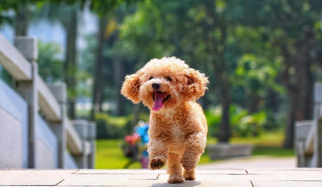 The 6 breeds of dogs that are recognized as the "least smelly" have not