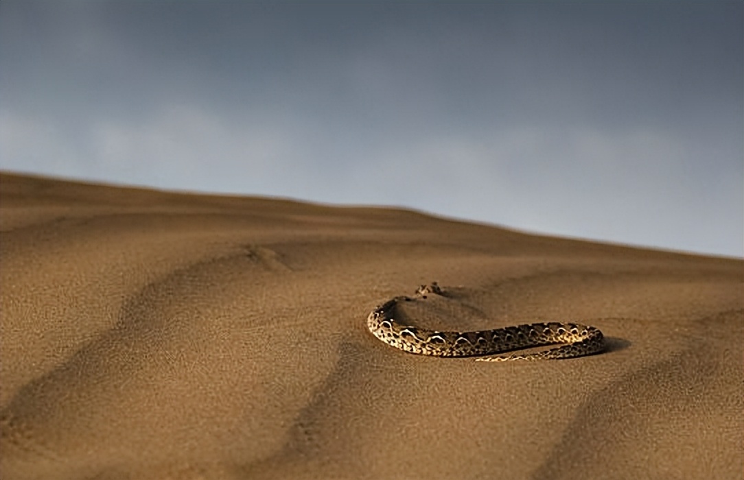 Why do snakes choose to live in the desert? Biology Diagrams