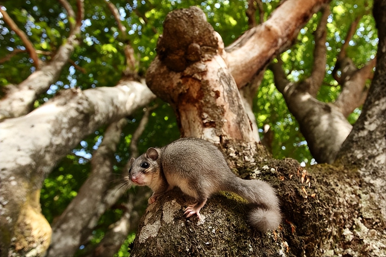 The real god of sleep, this little guy named Dormouse, sleeps for 11 ...