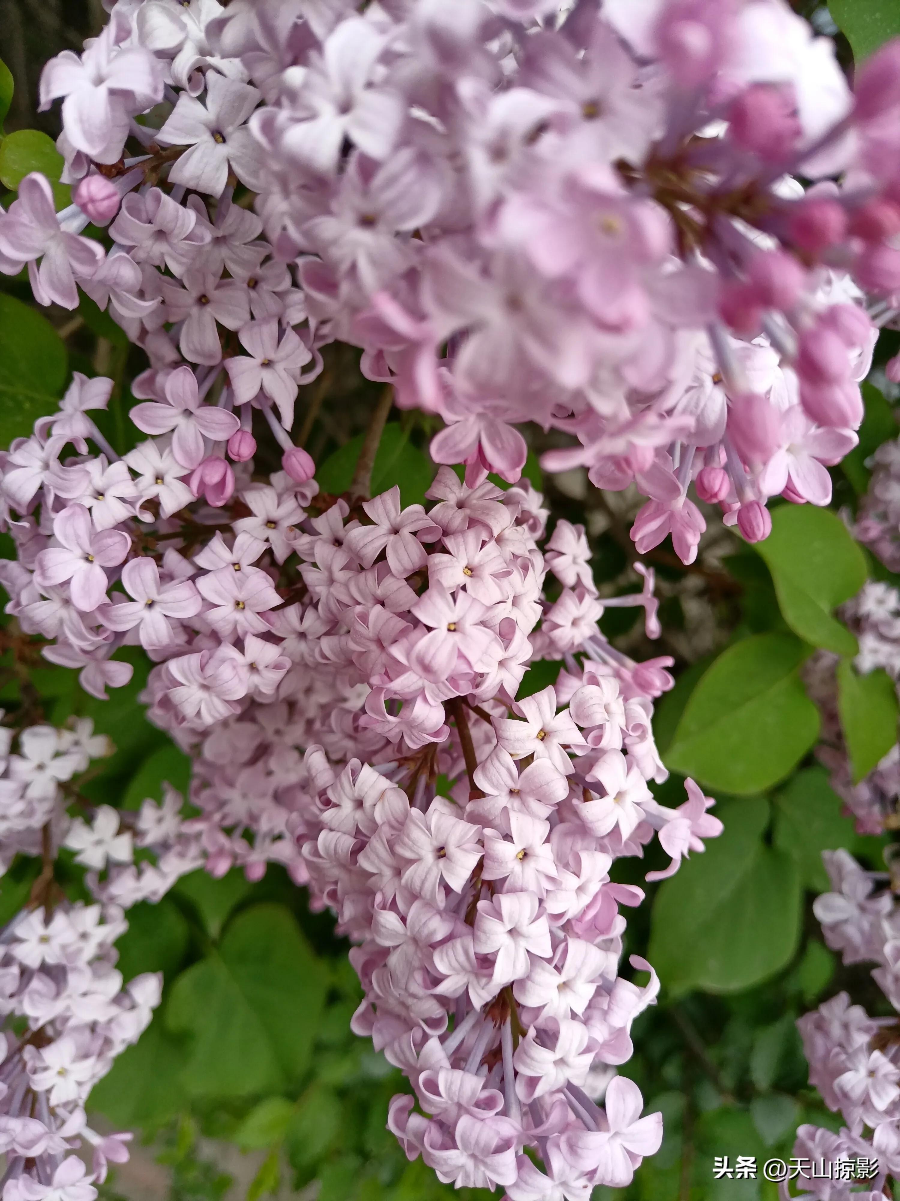 Lilacs are in full bloom in May iNEWS