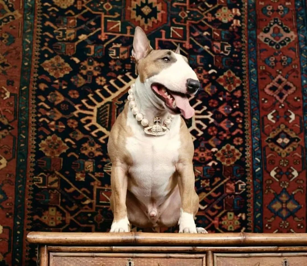 Opportunities For The Pet Fashion Industry INEWS opportunities-for-the-pet-fashion-industry-inews