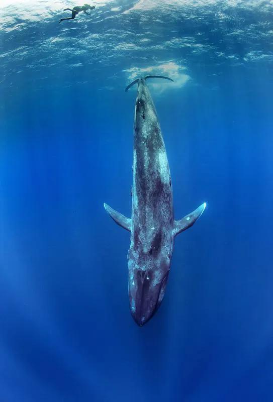 blue whale the largest animal on earth - iNEWS