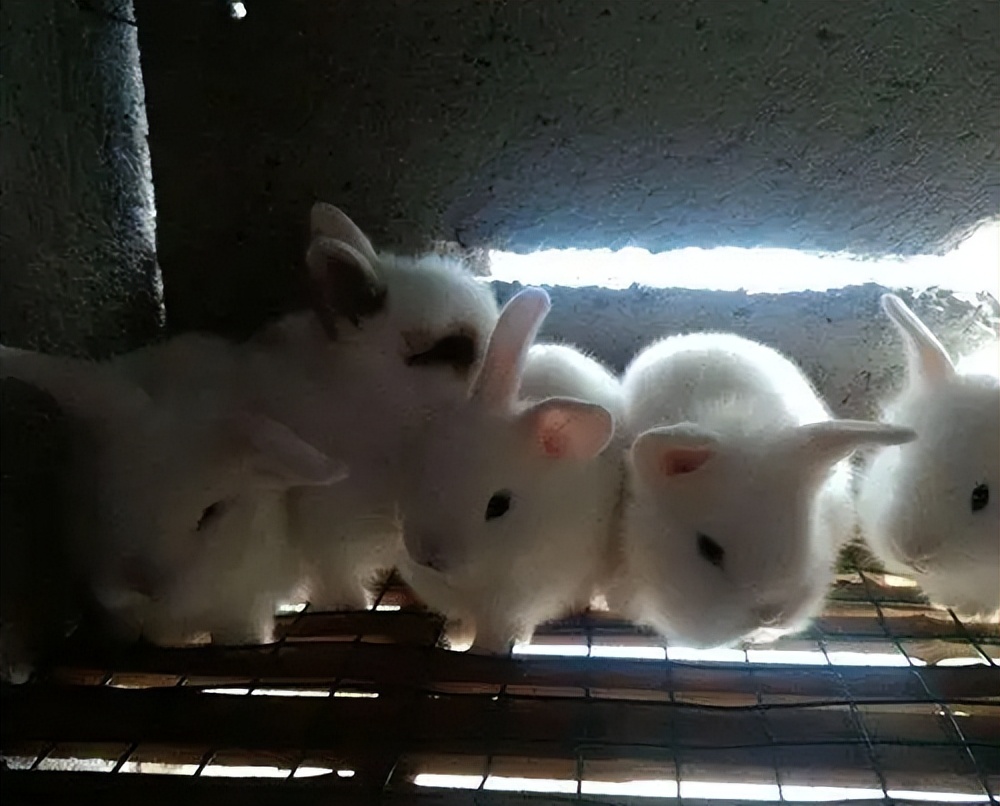 It is a kind of rabbit with many litters, and the farmers have good