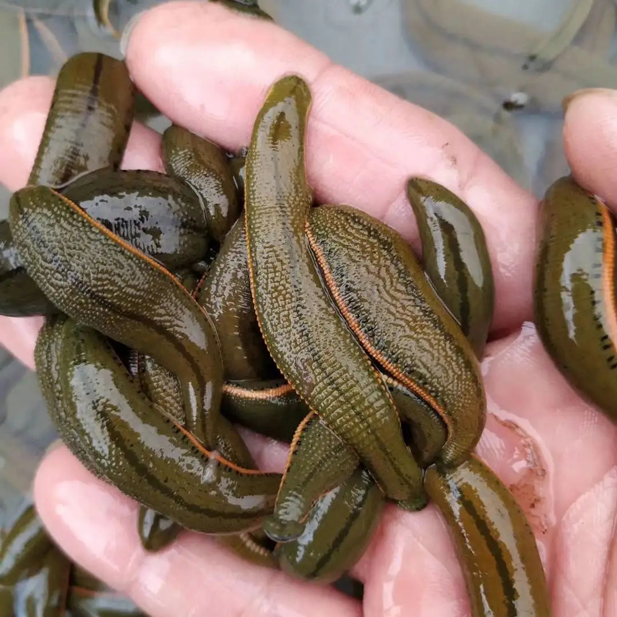 Are ugly leeches harmful to humans? After accidentally swallowing a