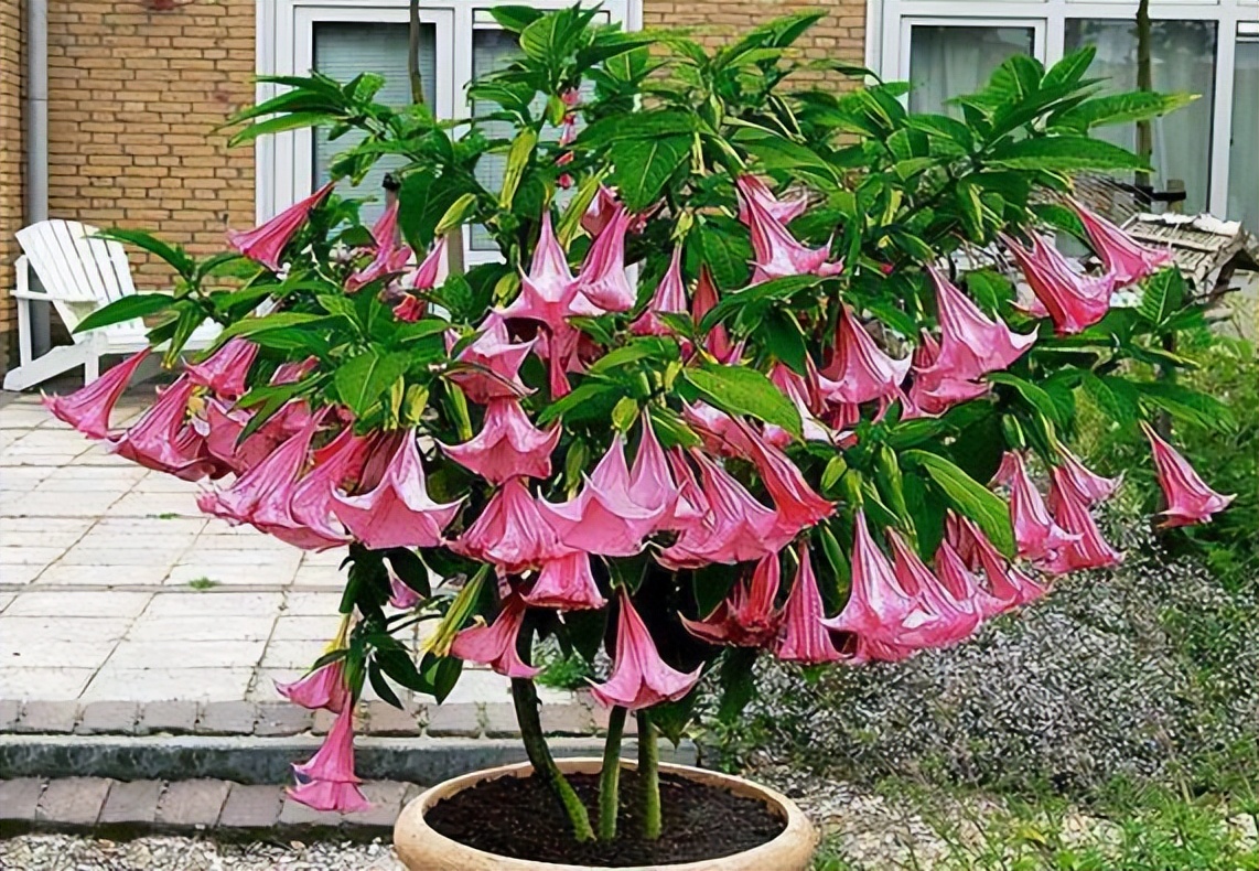 These 3 kinds of "unpleasant" flowers should not be kept in the living