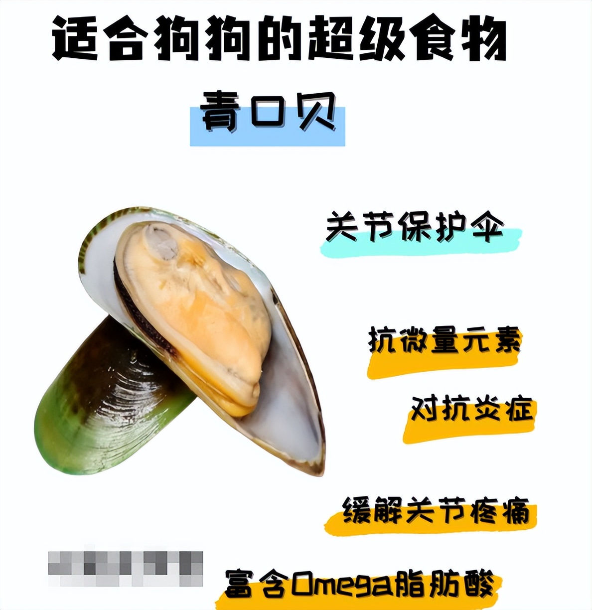 Mussels A Superfood For Dogs iNEWS