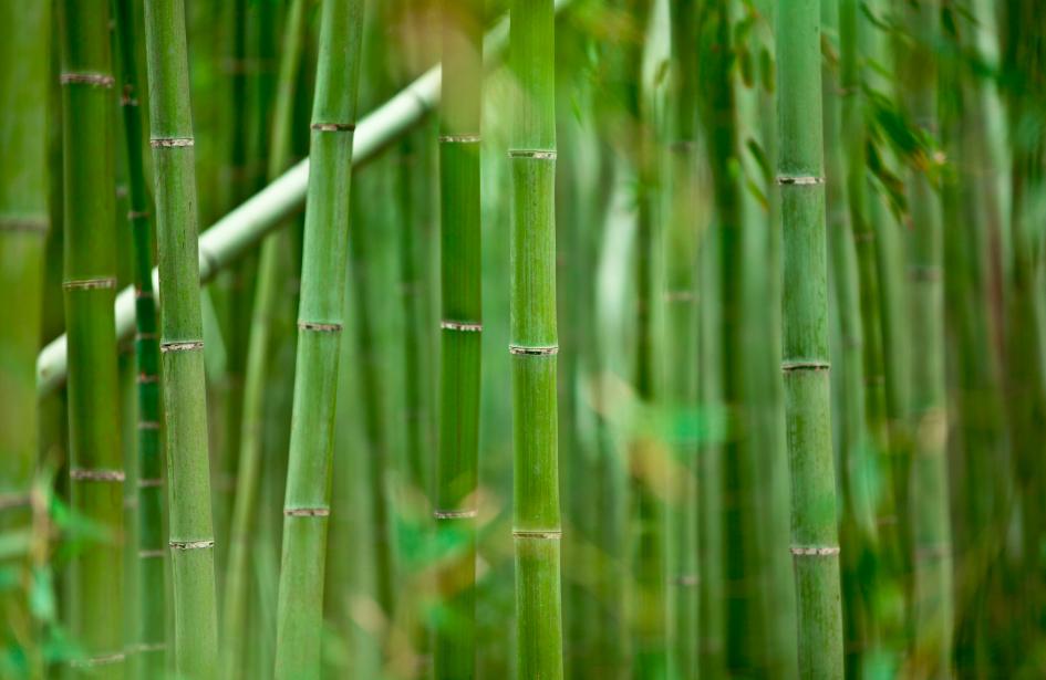 As the saying goes Bamboo in front of the door is poisonous.Today's young people the