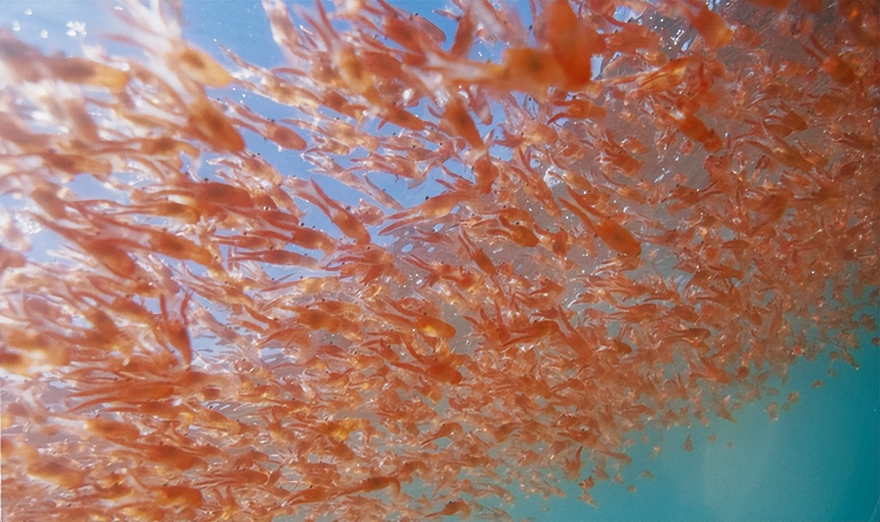 One billion tons of krill discovered in Antarctica, how fierce is the