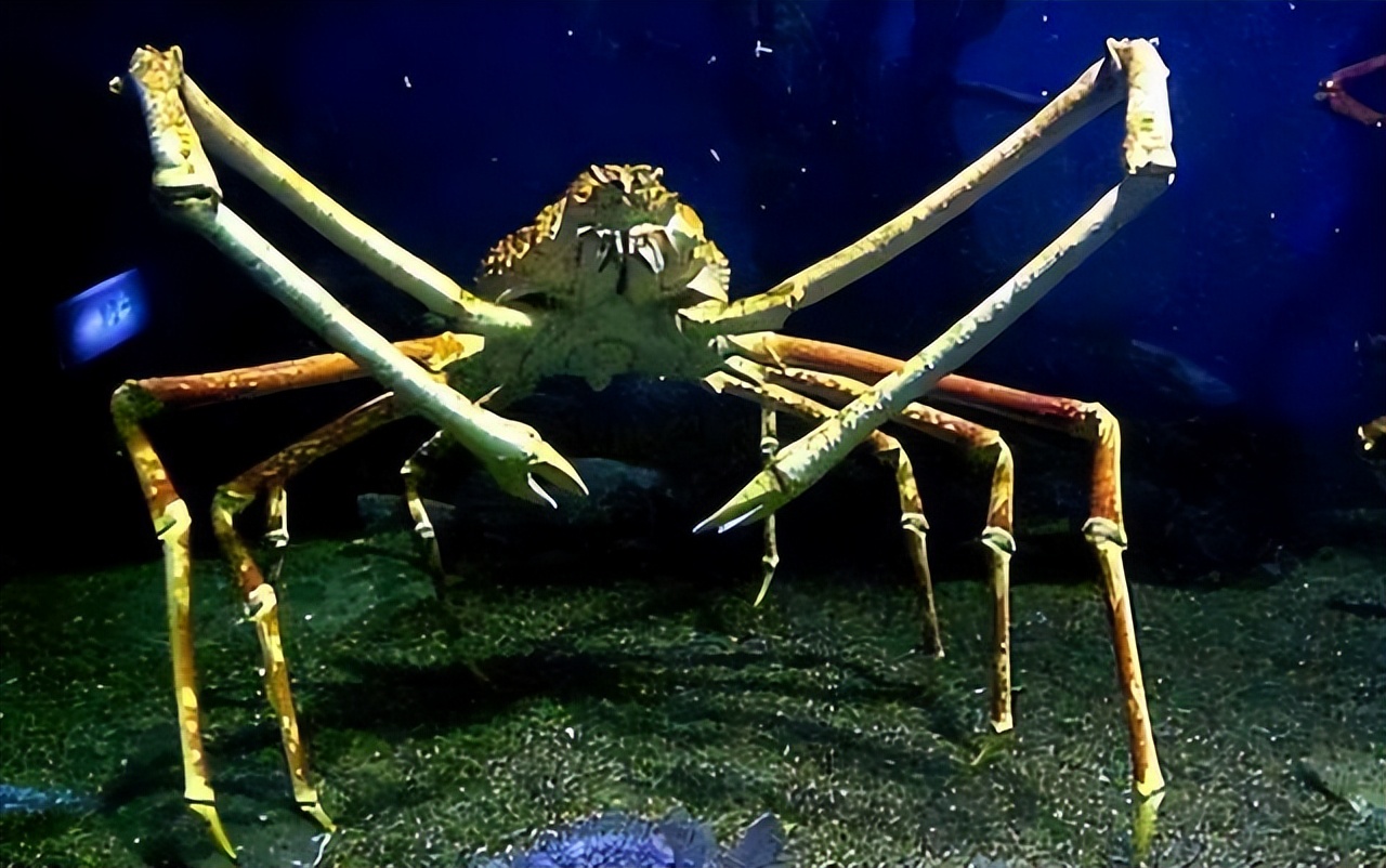 Nuclear pollution causes mutation?The Japanese killer crab with legs