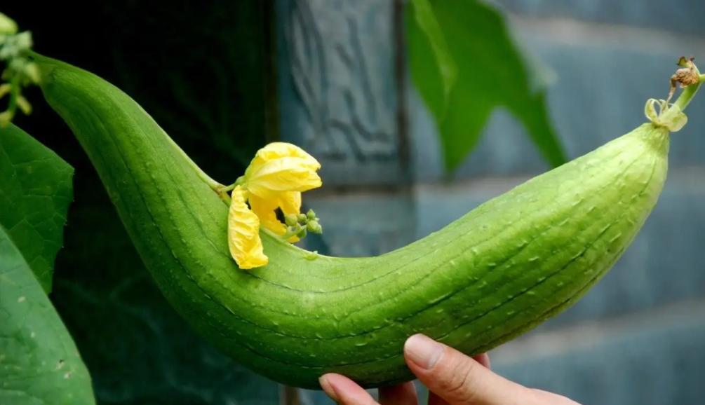 Can loofah be eaten casually?Doctor's advice these 5 types of people