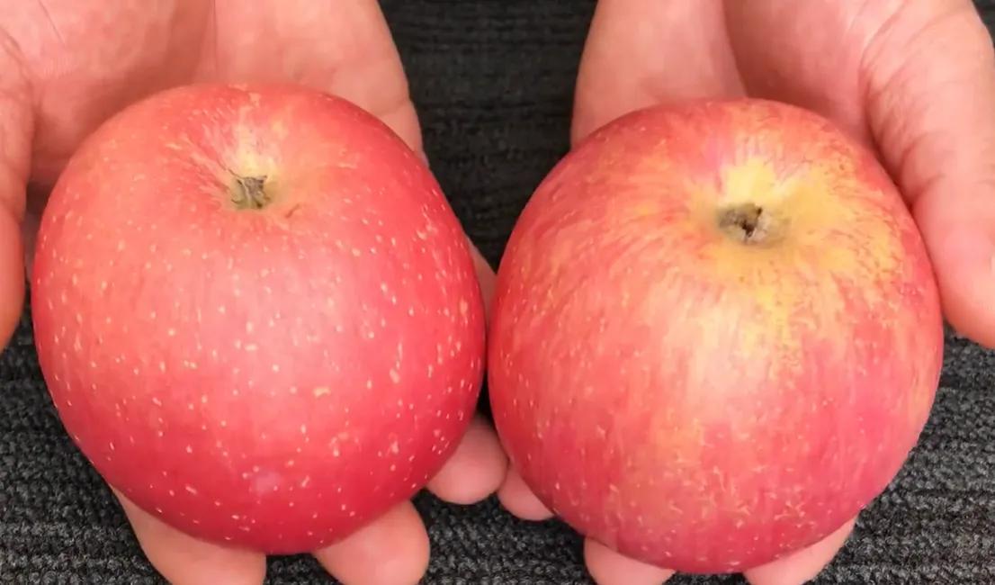 There is a trick to picking apples. I will teach you a simple method