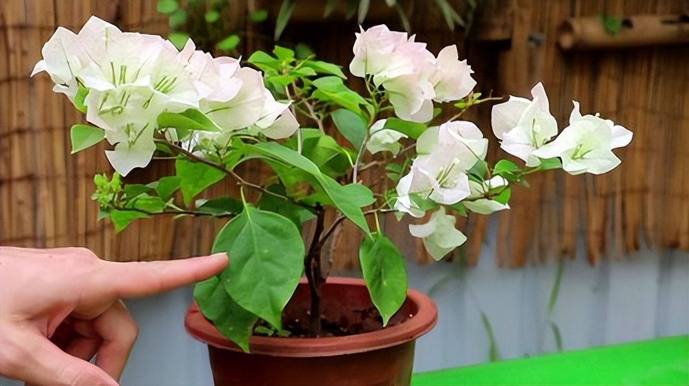 Spring is here, why does the potted Bougainvillea not bloom? 4 Aspects