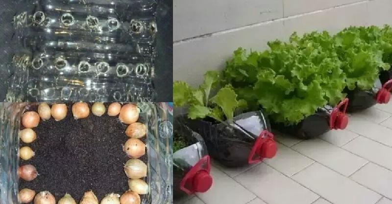 Teach you to grow carrots by hanging them in oil drums, even in ...