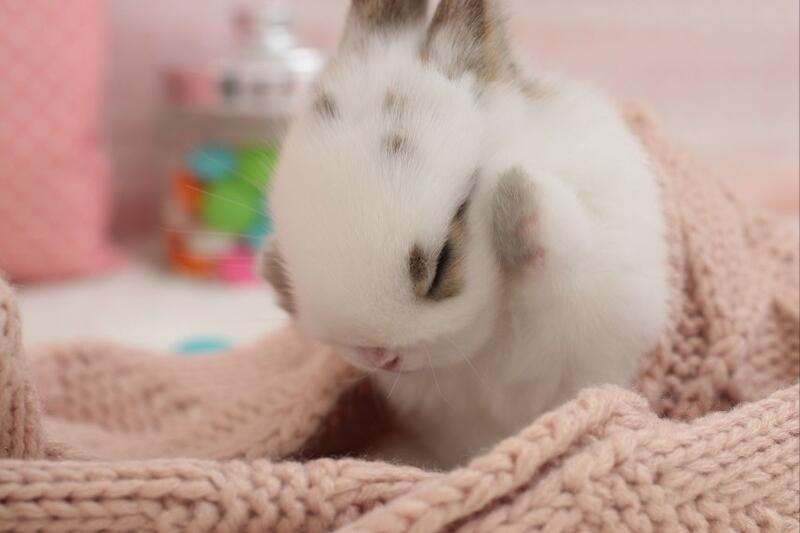 What's the matter with the rabbit's runny nose in summer iNEWS